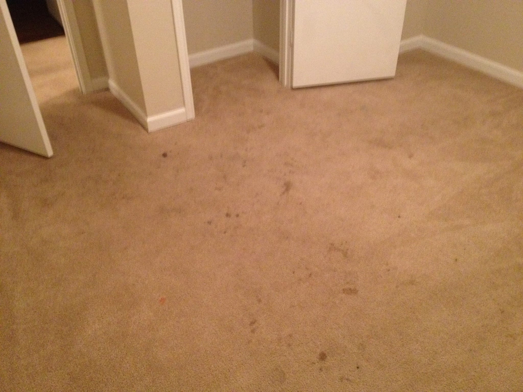 Before Carpet Cleaning In Niota & Cleveland, TN